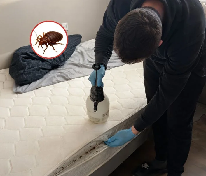 Technicien traitant un matelas contre les punaises de lit à Villiers-le-Sec